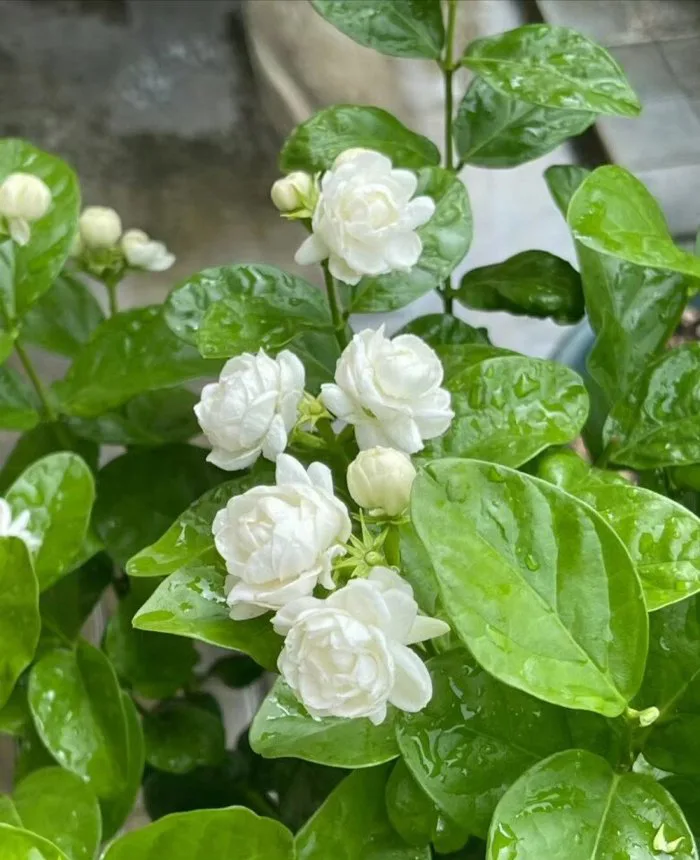 Dùng 2 loại nước hôi này tưới cho hoa nhài, càng tưới hoa càng thơm, bông  càng to, nở chi chít khắp cành
