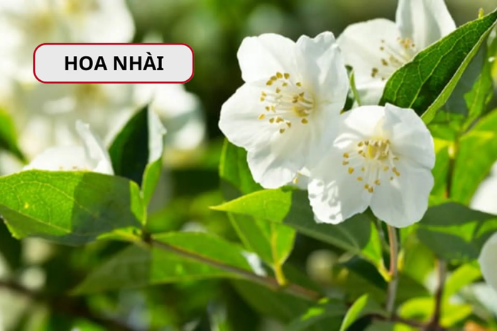 Hoa nhài là gì? Đặc điểm, ý nghĩa và công dụng chính của hoa nhài