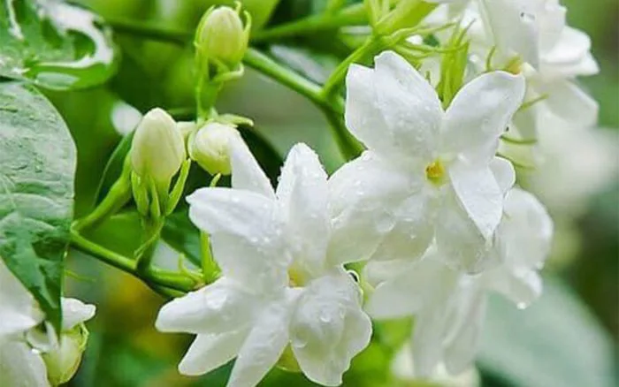 Đây là lý do vì sao người mệnh này không nên trồng hoa nhài trong nhà