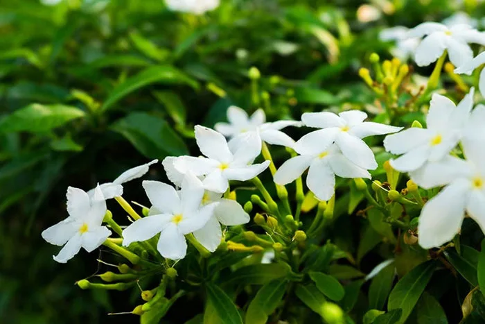 Hoa Nhài: Nguồn Gốc, Ý Nghĩa Và Những Công Dụng Trong Cuộc Sống