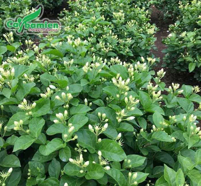 Cây hoa nhài giống tốt, địa chỉ cung cấp uy tín, giá bán rẻ