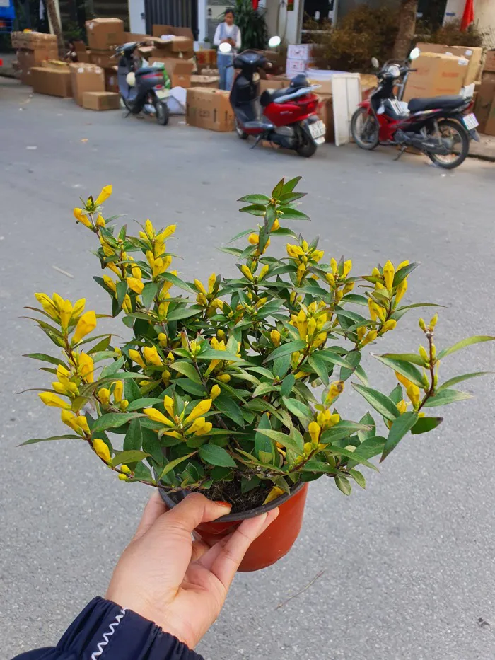 chậu Hoa nhài vàng (Carolina Jasmine) sẵn nụ và hoa nhập khẩu - Công Ty  TNHH Trúc Vũ Farm