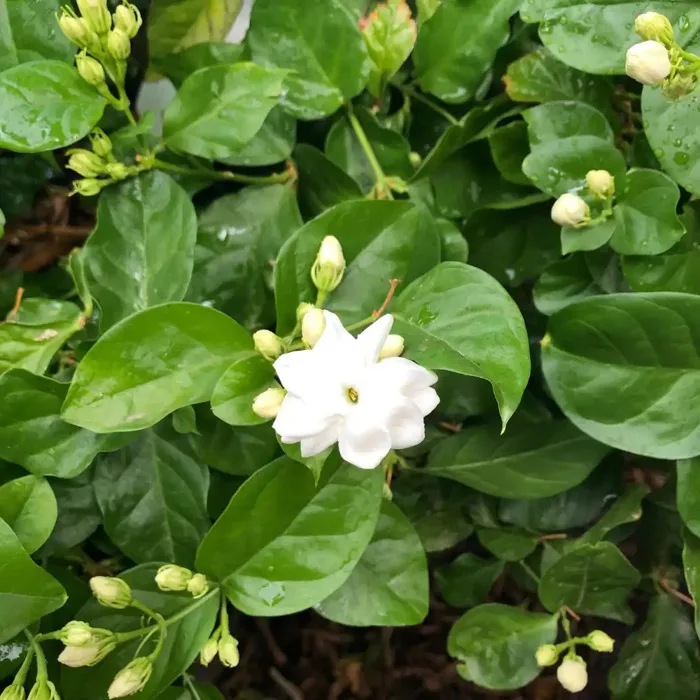 Hoa nhài (Hoa lài): Đặc điểm, ý nghĩa, cách cắm hoa nhài đẹp