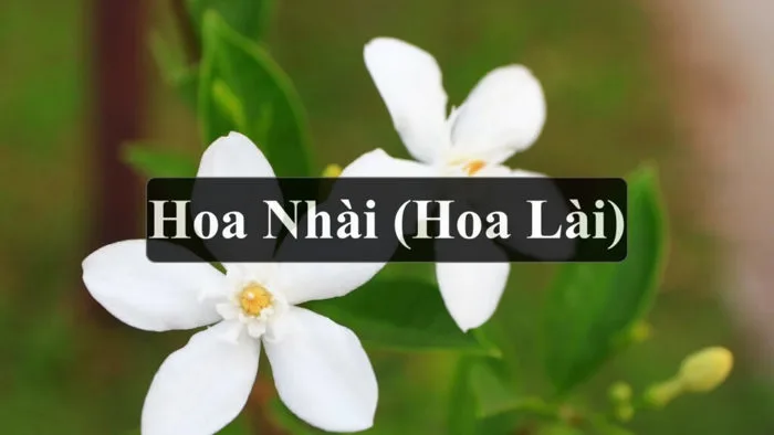 Cách trồng và chăm sóc cây hoa lài ( Nhài) trong chậu, cho hoa quanh năm.