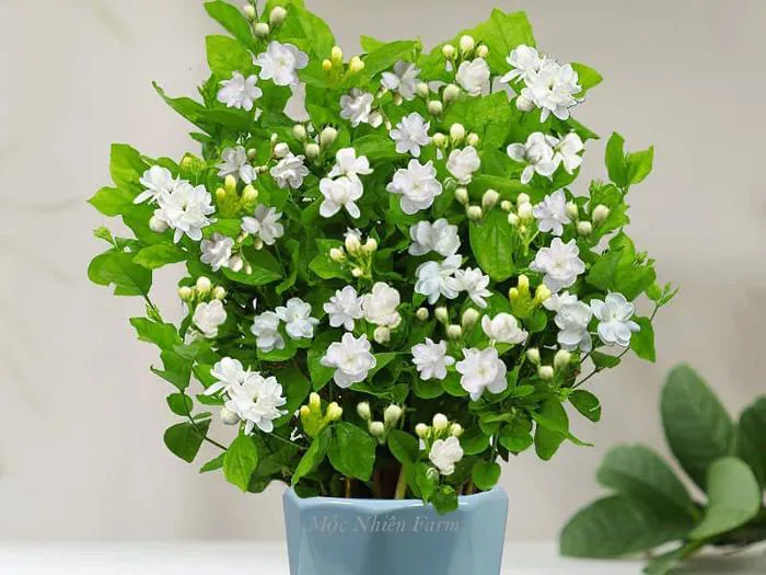 Hoa lài ta kép (nhài ta) 332