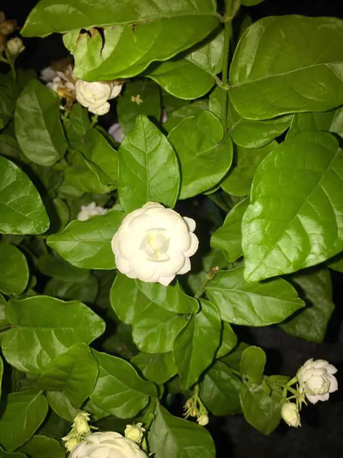 Cây hoa lài (hoa nhài) - Cây Cảnh Tam Kỳ - Phương Đông Garden