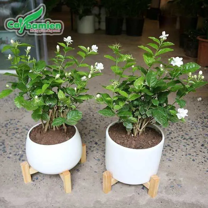 Cây hoa nhài giống tốt, địa chỉ cung cấp uy tín, giá bán rẻ