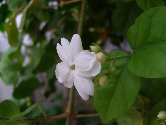 Nhài – Wikipedia tiếng Việt