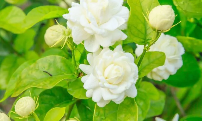 Hoa nhài có ý nghĩa gì? Biểu tượng thuần khiết trong văn hóa Á Đông