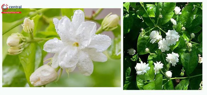 Cây Hoa Nhài ( Hoa Lài - Jasminum sambac) - Loài hoa thơm dùng làm trà,  chữa bệnh