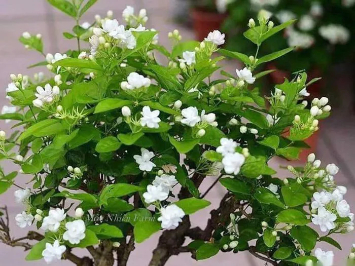 Cây hoa nhài ta cổ - Công Ty TNHH Trúc Vũ Farm