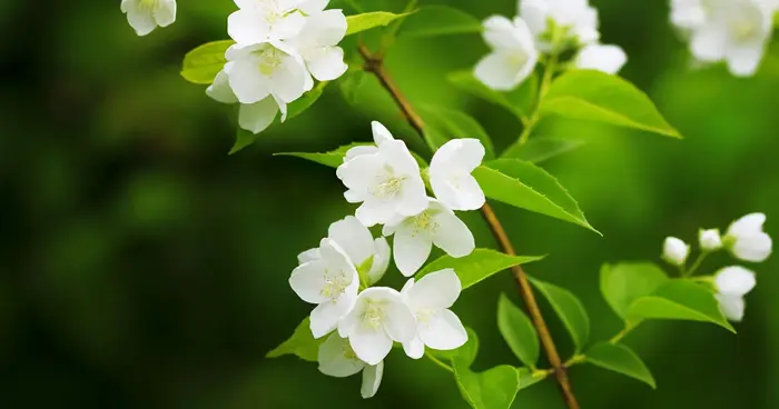 Hoa nhài (Hoa lài): Đặc điểm, ý nghĩa, công dụng và cách trồng
