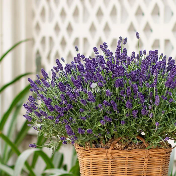Giỏ Hoa Lavender Hạnh Phúc 037, Hai Bà Trưng - Quận 3