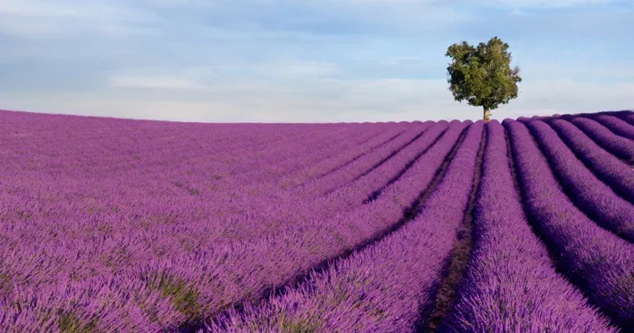 LAVENDER - HOA OẢI HƯƠNG ĐÀ LẠT