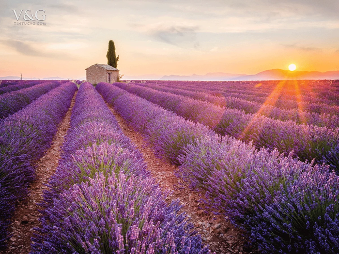 Ý nghĩa của hoa Oải Hương - Lavender