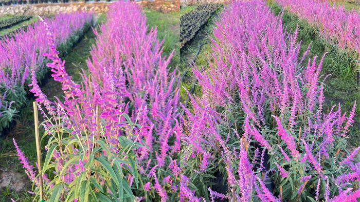 Hoa Lavender Thái - Sắc Tím Thủy Chung , Xuân Sang Đắc Lộc