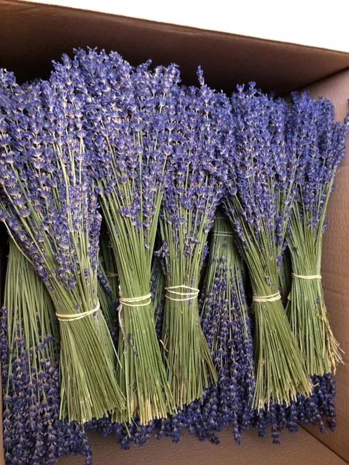 Hoa Lavender khô (oải hương) nhập khẩu (100gr) - Công Ty TNHH Trúc Vũ Farm
