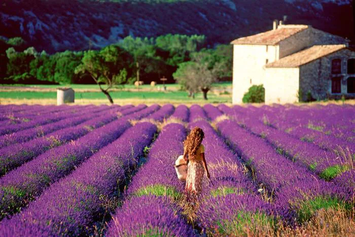 Ba cánh đồng lavender nổi tiếng thế giới - Báo VnExpress Du lịch