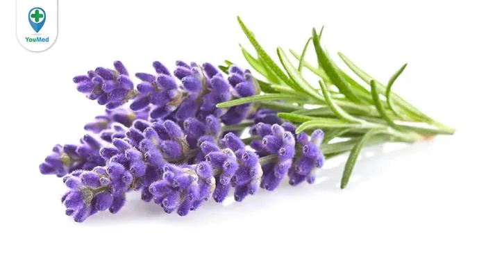 Oải hương (lavender): công dụng, cách dùng và lưu ý - YouMed News