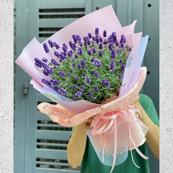 Bó Hoa Lavender Tím: Hoa Tình Yêu Ngọt Ngào và Lãng Mạn