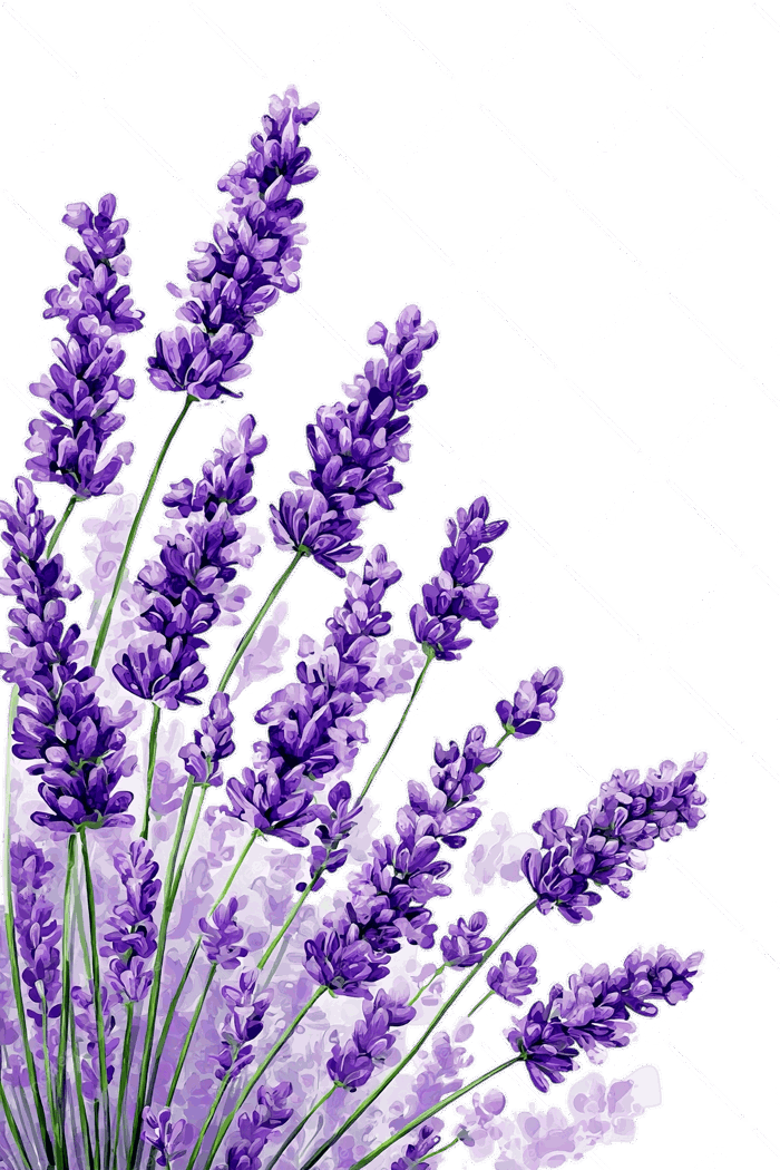 Hình ảnh Minh Họa Màu Nước Của Hoa Oải Hương Trên Nền Trắng PNG , Clipart  Bó Hoa Oải Hương, Biên Giới Hoa Oải Hương, Clipart Hoa Oải Hương PNG trong  suốt
