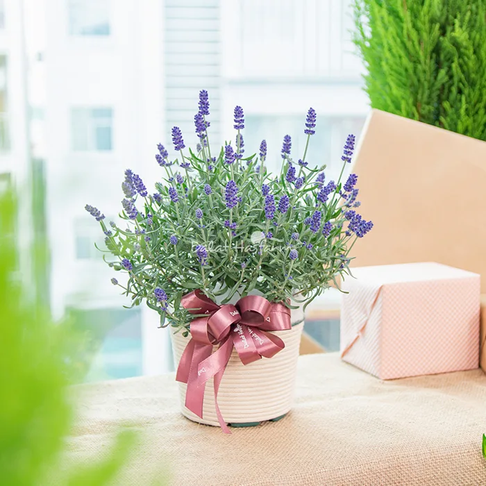 Chậu Hoa Lavender Hạnh Phúc 179, Nơ Trang Long - Quận Bình Thạnh