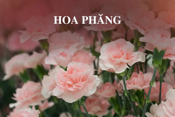 hoa-phang-1