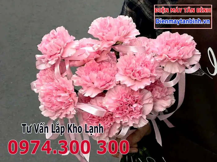Hoa Phăng (Cẩm Chướng) Hồng/Kem/Dâu: Ý Nghĩa - Cách Bảo Quản