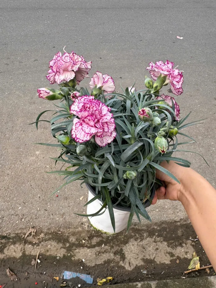 chậu Hoa phăng hồng lùn kép hoa viền- chậu sẵn nụ và hoa nhập khẩu - Công  Ty TNHH Trúc Vũ Farm