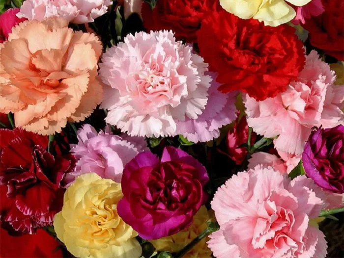 Hoa Phăng: Ý Nghĩa, Ứng Dụng, Cách Trồng & Chăm Sóc - FLoLi