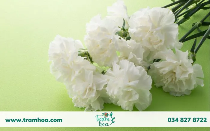 Hoa Phăng - Loài Hoa Mong Manh Nhưng Ẩn Chứa Nhiều Ý Nghĩa - Trạm Hoa