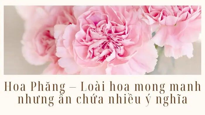 Hoa Phăng - Loài Hoa Mong Manh Nhưng Ẩn Chứa Nhiều Ý Nghĩa - Trạm Hoa