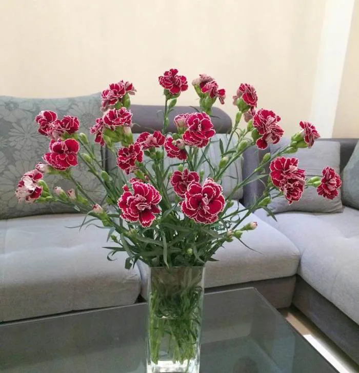 Hoa phăng vào mùa, giá rẻ như cho nhưng nhất định phải biết quy tắc này khi  cắm