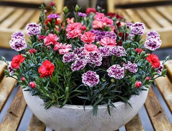 Ý nghĩa hoa phăng - Biểu tượng cho một sắc đẹp hoàn hảo