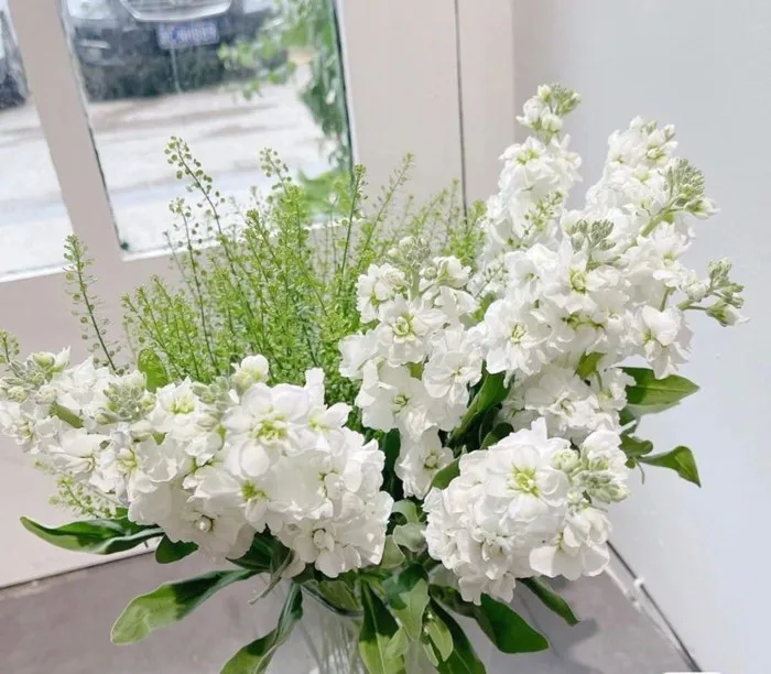 Blumen Phi Yến Weiß: Vẻ Đẹp Tinh Khôi và Ý Nghĩa Đặc Biệt – Flosa