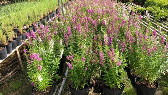 Hoa Phi Yến - Vẻ đẹp quyến rũ của hoa trong thiết kế vườn