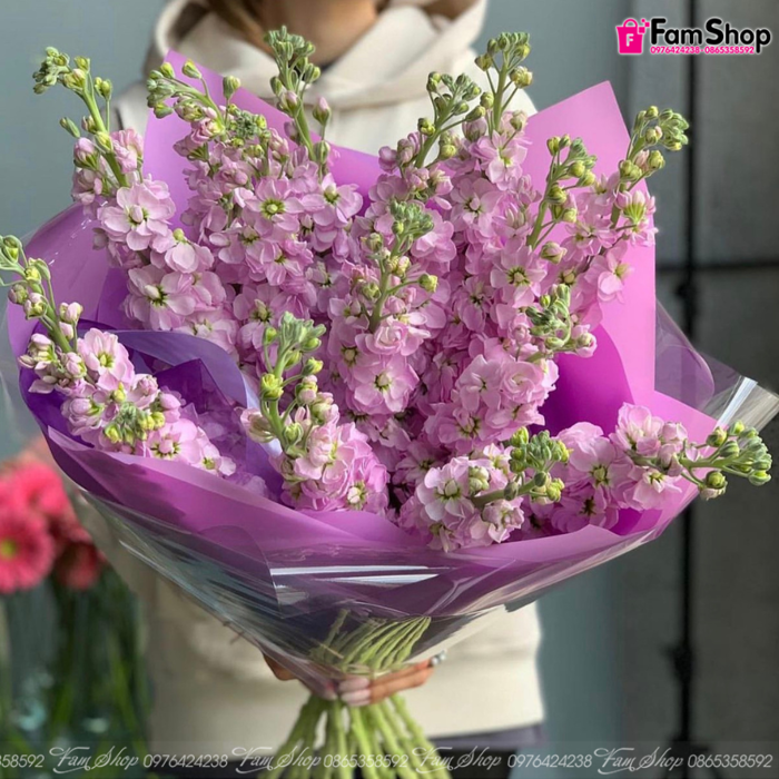 Hoa phi yến