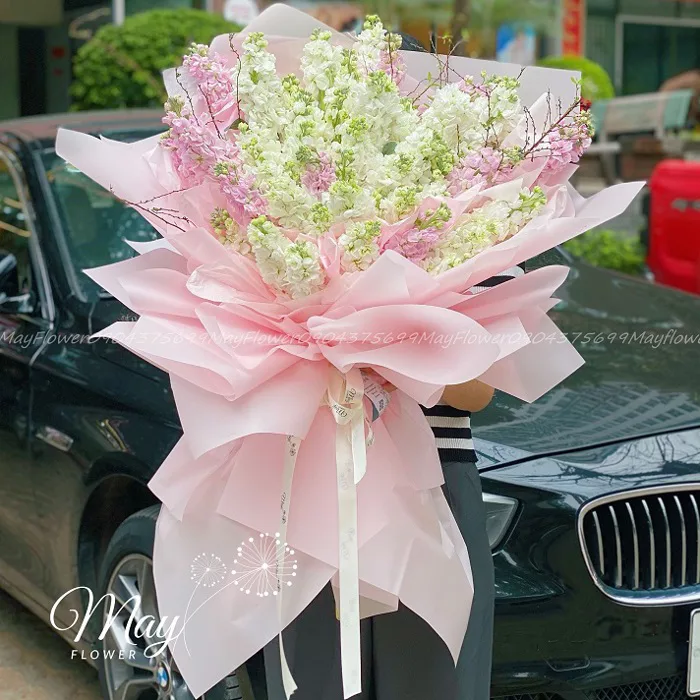 HOA PHI YẾN - LOÀI HOA ĐẸP VÀ Ý NGHĨA TRONG CUỘC SỐNG