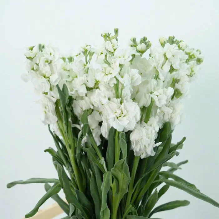 Hoa Phi Yến – MQ Flower Shop