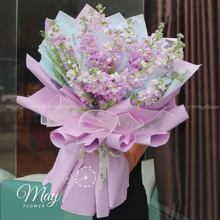 HOA PHI YẾN - LOÀI HOA ĐẸP VÀ Ý NGHĨA TRONG CUỘC SỐNG