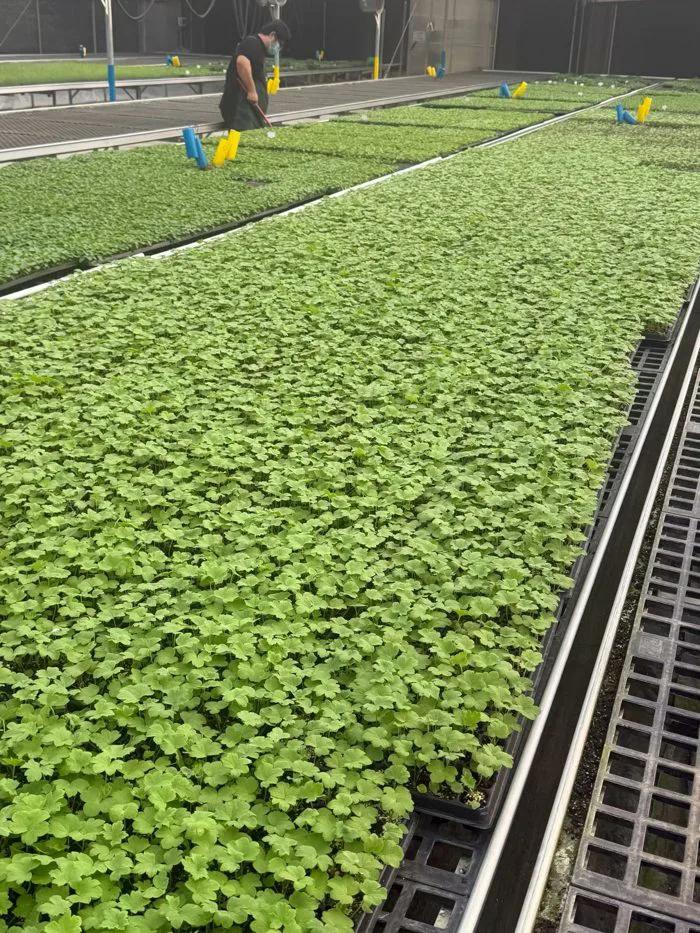 CÂY GIỐNG HOA PHI YẾN DÒNG CAO THU CẮT HOA - HÀNG ƯƠM VỈ MIX MÀU - Công Ty  TNHH Trúc Vũ Farm