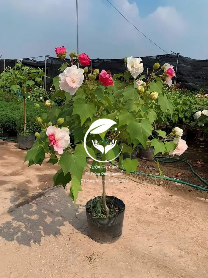 Cây phù dung - Cây Cảnh Tam Kỳ - Phương Đông Garden