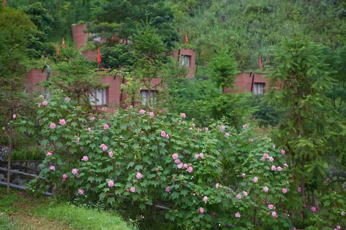 Mùa hoa Phù Dung ở H'mong Village – Vẻ đẹp mong manh giữa núi rừng Hà HMONG  VILLAGE RESORT - KHU NGHỈ DƯỠNG ĐẸP NHẤT HÀ GIANG, Trang web chính thức