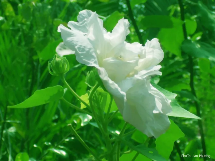 Ý nghĩa hoa Phù Dung – mong manh chóng tàn - Cửa hàng hoa tươi May Flower