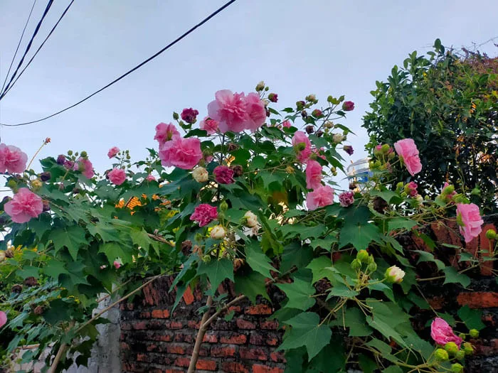 Cây hoa phù dung đổi màu - Đặc điểm, ý nghĩa và công dụng