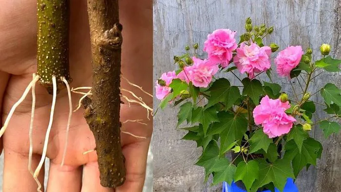 Hoa Phù Dung - Công Ty TNHH Trúc Vũ Farm