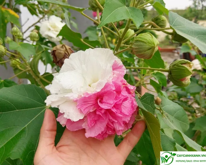 Hoa phù dung - Ngắm nhìn bông hoa đổi 3 màu tuyệt đẹp