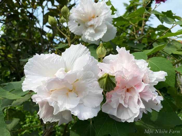 Hoa phù dung - hoa xinh có tác dụng chữa bệnh – MỘC NHIÊN FARM