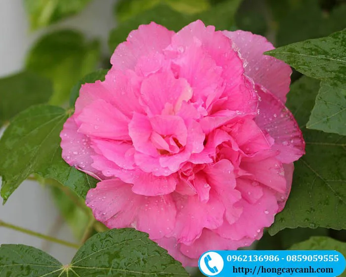 Cây hoa phù dung hoa đổi màu Trắng -> hồng, đỏ rất đẹp” title=”Cây hoa phù dung hoa đổi màu Trắng -> hồng, đỏ rất đẹp” style=”margin: 0 auto; display: block; max-width: 100%; height: auto;”><figcaption style=