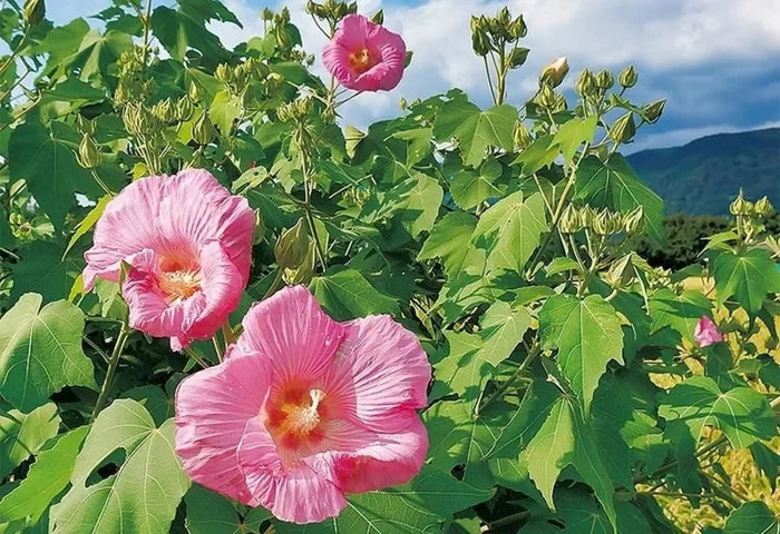 Vẻ đẹp thoáng qua của hoa phù dung và thông điệp nhân sinh ẩn sau mỗi cánh  hoa